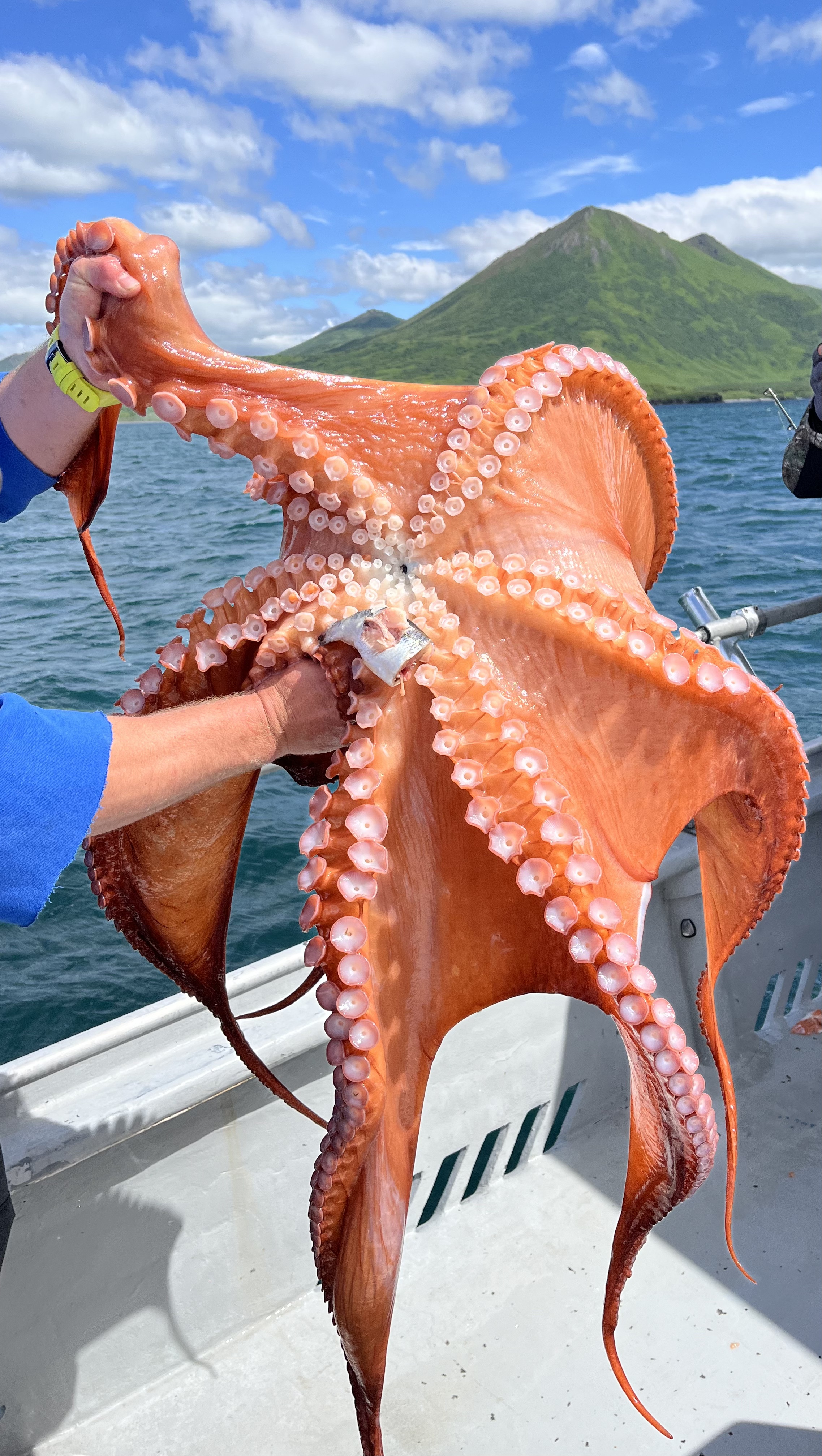 Octopus Shelikof Strait, Kodiak, AK